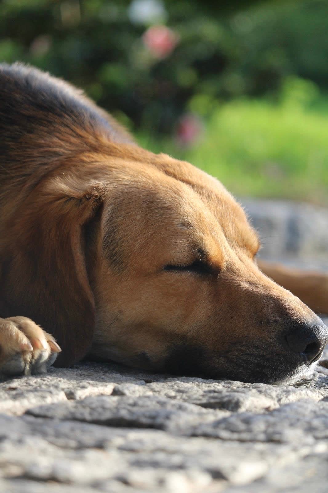 Sam, um dos cães da casa